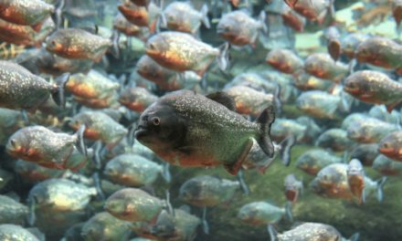 Red-bellied Piranha