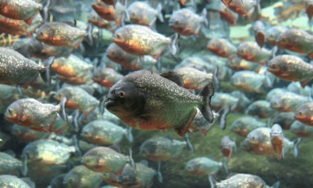 Red-bellied Piranha
