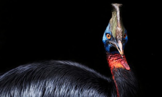 Southern Cassowary
