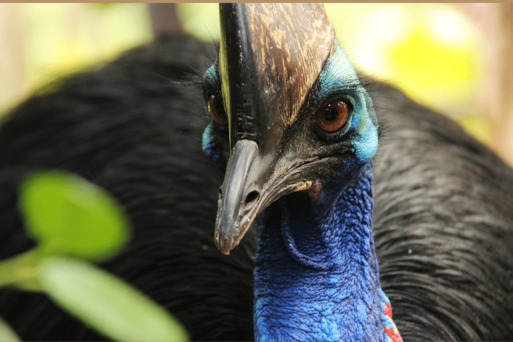 Southern Cassowary - CRITTERFACTS