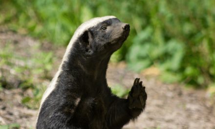 Honey Badger