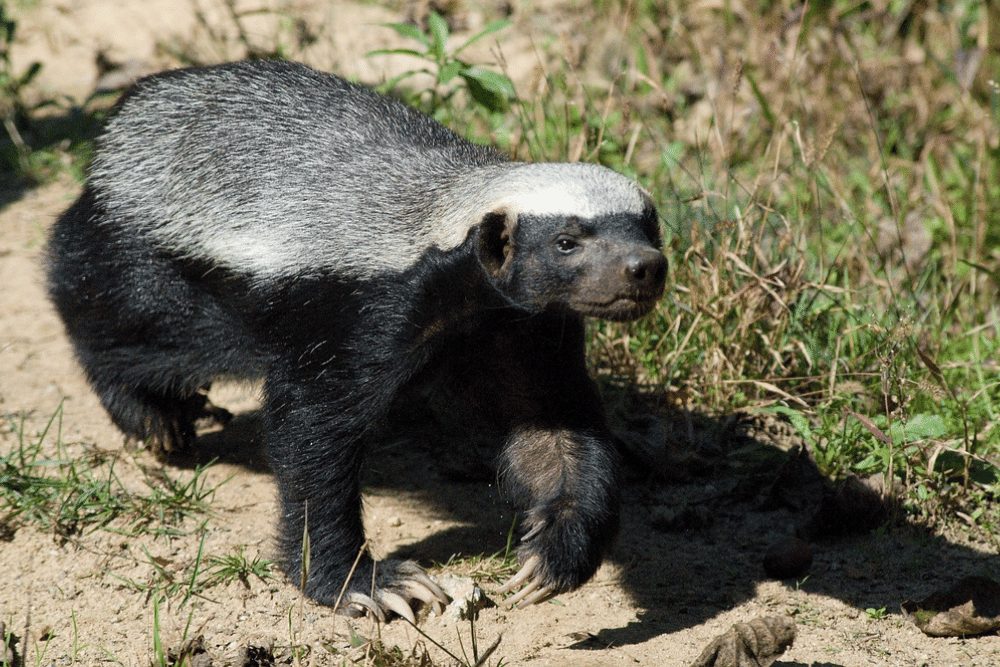 Honey Badger Facts - CRITTERFACTS