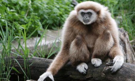 Lar Gibbon