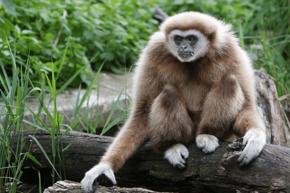 Lar Gibbon Facts - CRITTERFACTS