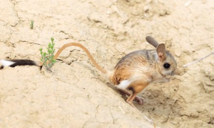 Long-eared Jerboa