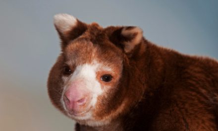 Matschie’s tree kangaroo