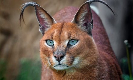 Caracal
