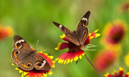 Common Buckeye