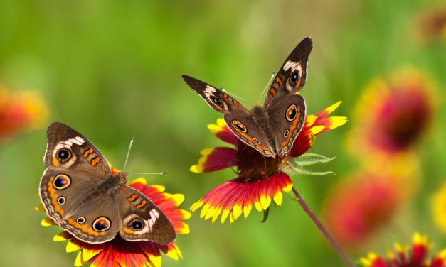 Common Buckeye