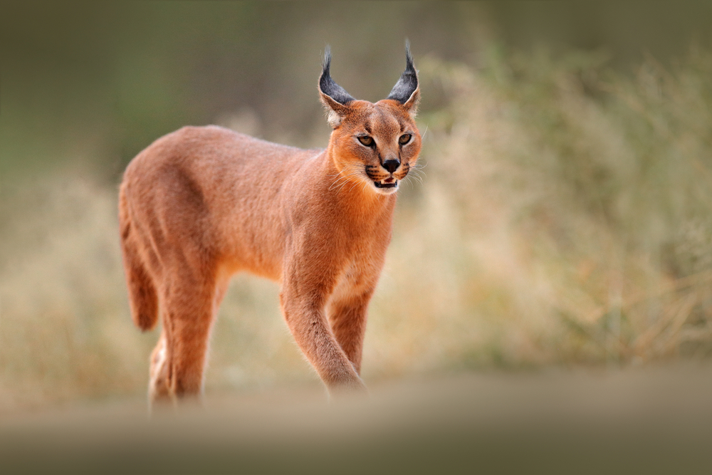 Caracal Facts - CRITTERFACTS