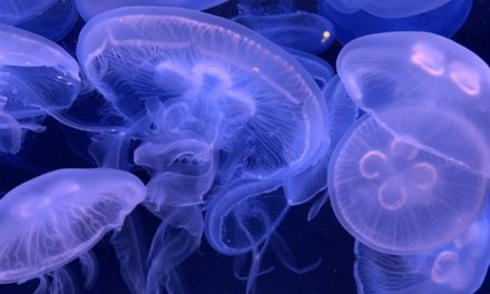 Are You Jelly? Caring for Jellyfish