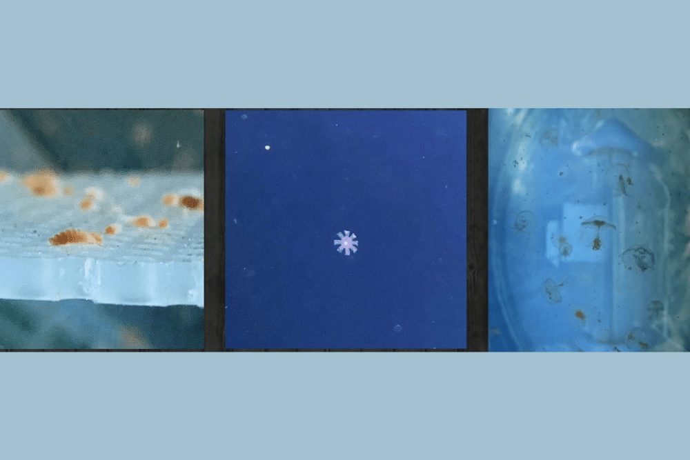 Dani Jensen Jellyfish lifecycle
