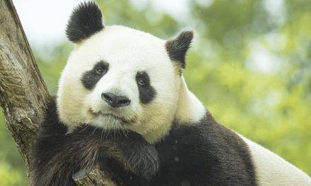 Giant Panda
