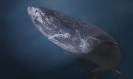 Greenland Shark