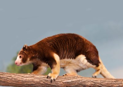 Matschie's Tree Kangaroo walking along a tree