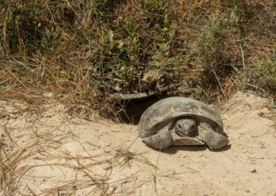 Gopher Tortoise Facts - CRITTERFACTS