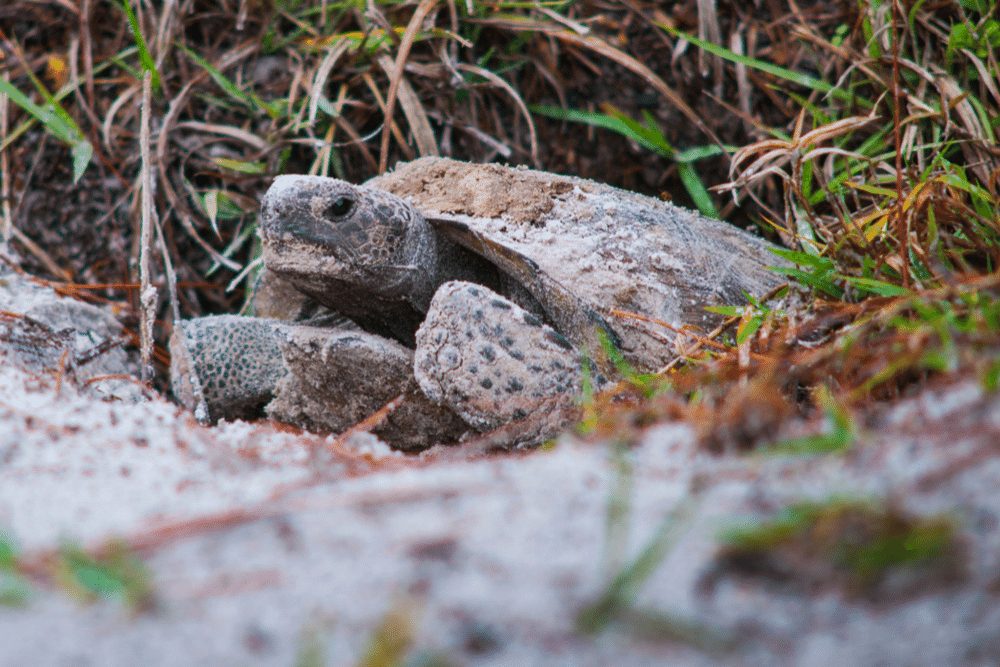 Gopher Tortoise Facts - CRITTERFACTS