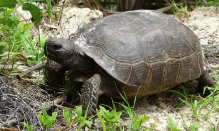Gopher Tortoise