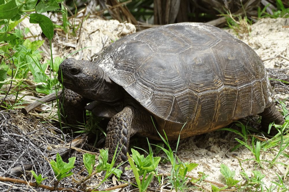 Gopher Tortoise Facts - CRITTERFACTS