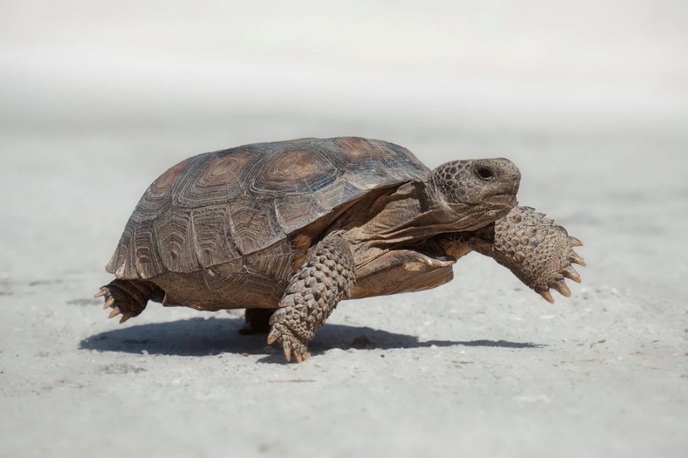 Gopher Tortoise Facts - CRITTERFACTS