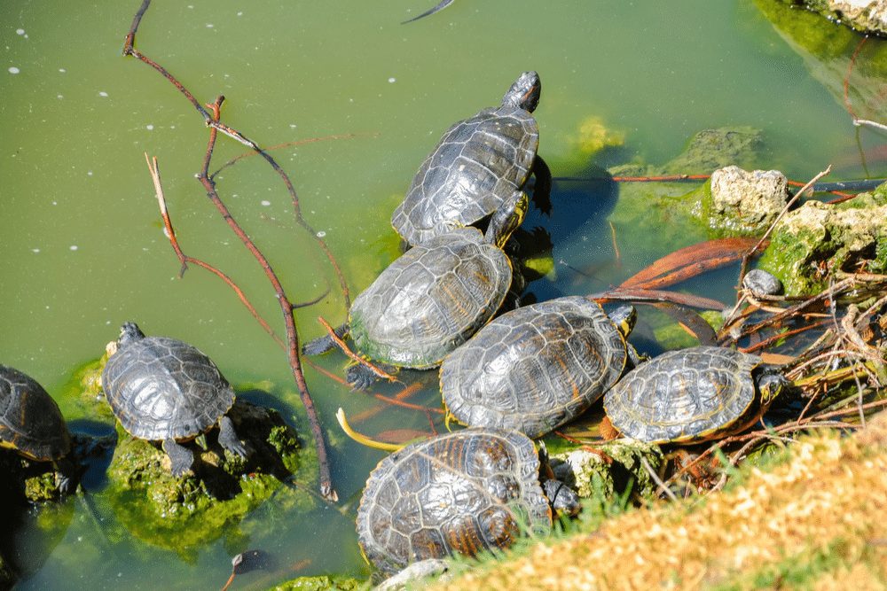 Gopher Tortoise Facts - CRITTERFACTS