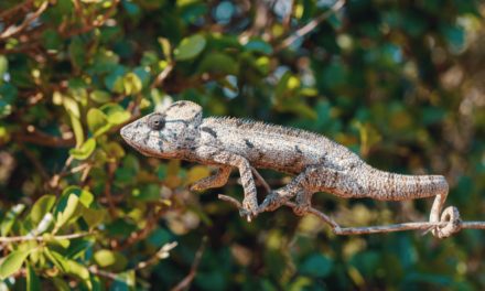Oustalet’s Chameleon