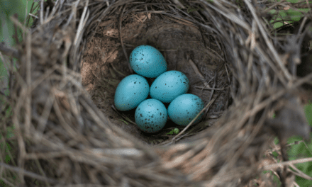 7 Lies You Learned About Critters