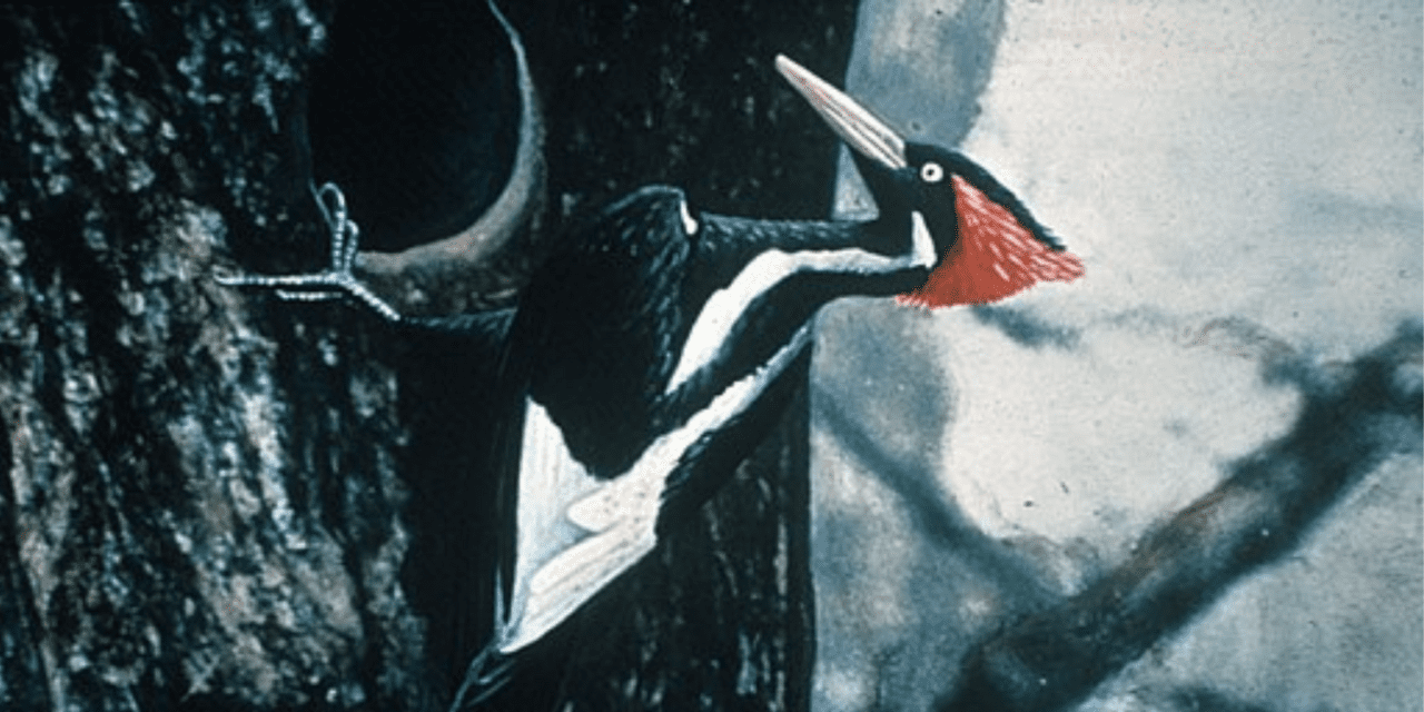 A Finale Salute to the Ivory-Billed Woodpecker
