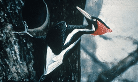 A Finale Salute to the Ivory-Billed Woodpecker