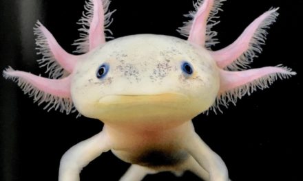 Axolotl