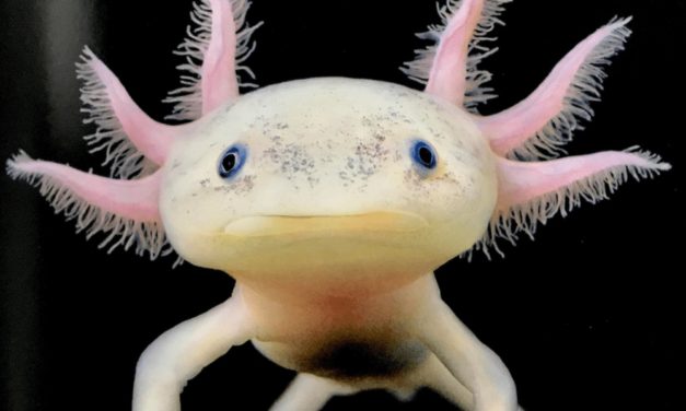 Axolotl