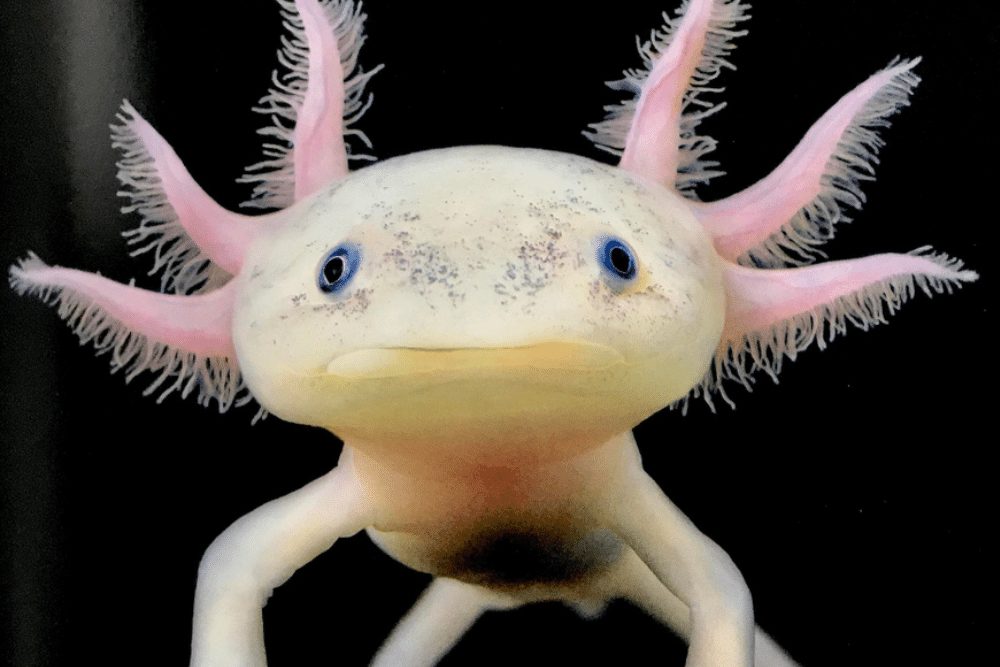 Axolotl Facts - CRITTERFACTS