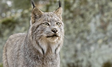 Canadian Lynx
