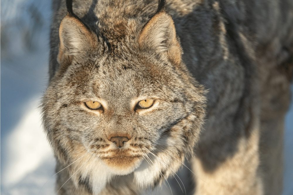 Canadian Lynx Facts - CRITTERFACTS