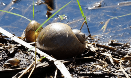 Freshwater Snails Are the Ecological Holy Grail