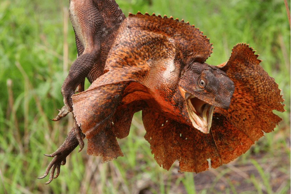 Frilled Dragon Facts CRITTERFACTS