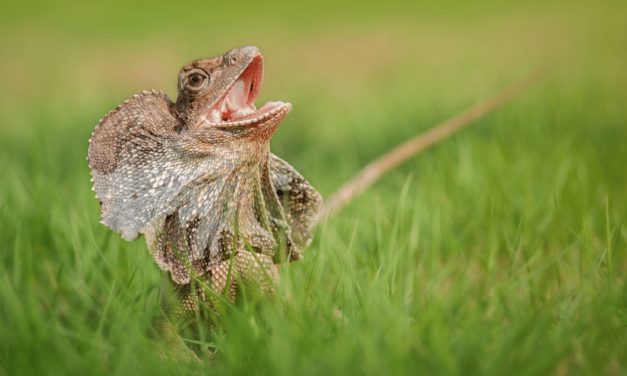 Frilled Dragon
