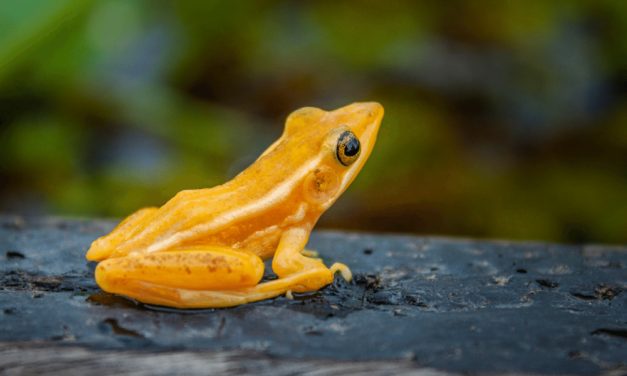 Golden Mantella Frog