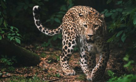 Persian Leopard