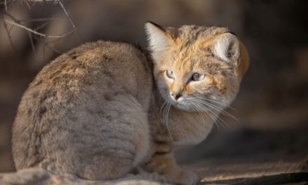 Sand Cat