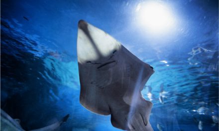 Shovelnose Guitarfish