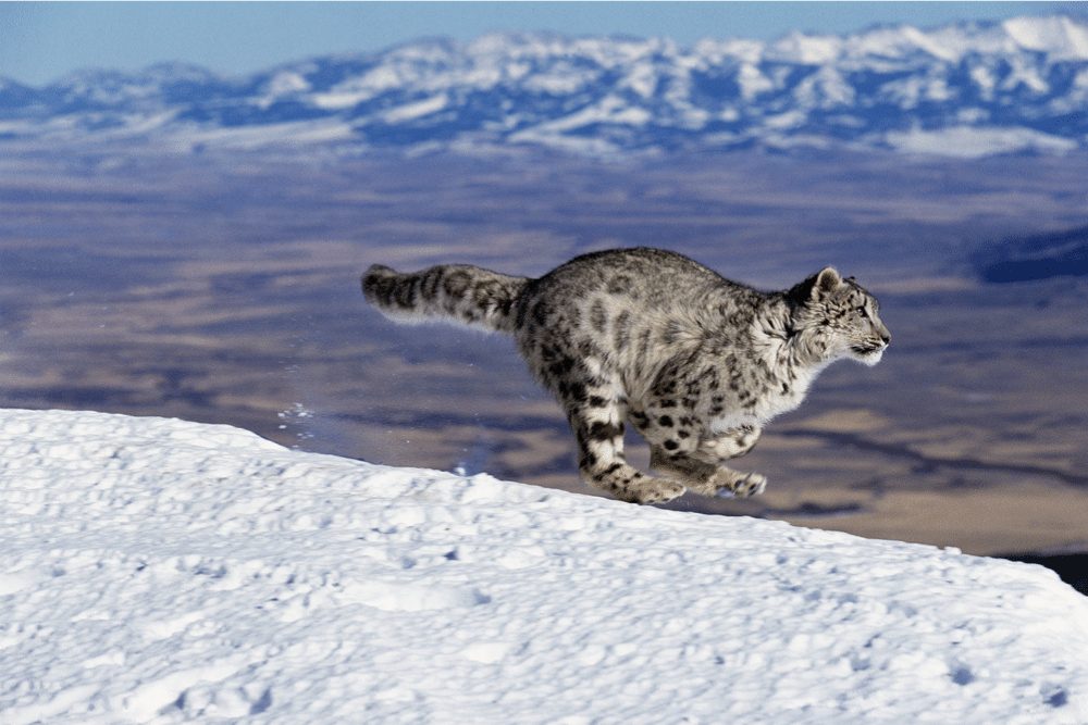 Snow Leopard Facts CRITTERFACTS