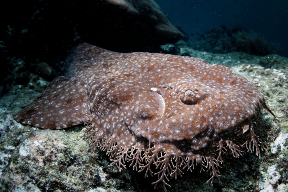 Tasselled Wobbegong Facts - CRITTERFACTS