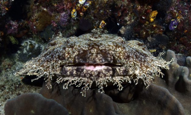 Tasselled Wobbegong