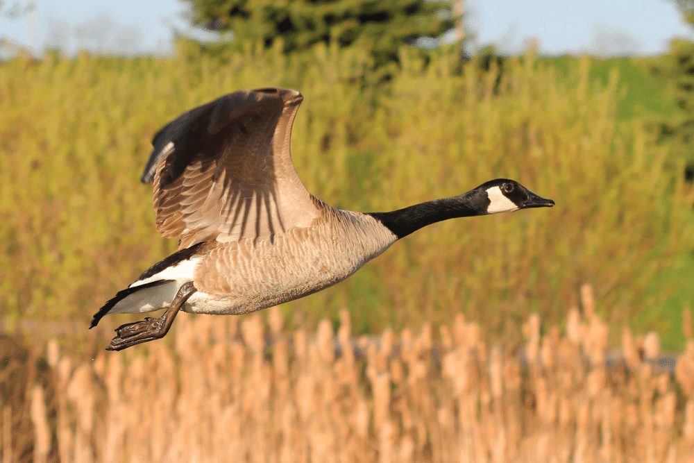 canadian-goose-facts-critterfacts