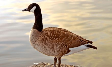 Canadian Goose