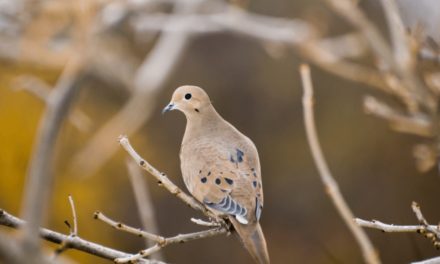 Mourning Dove