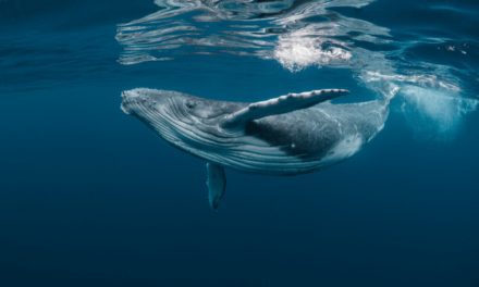 Humpback Whale