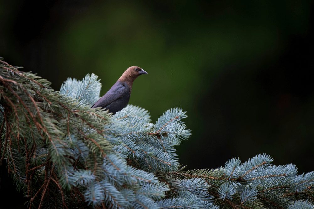 Brown-headed Cowbird Facts - CRITTERFACTS