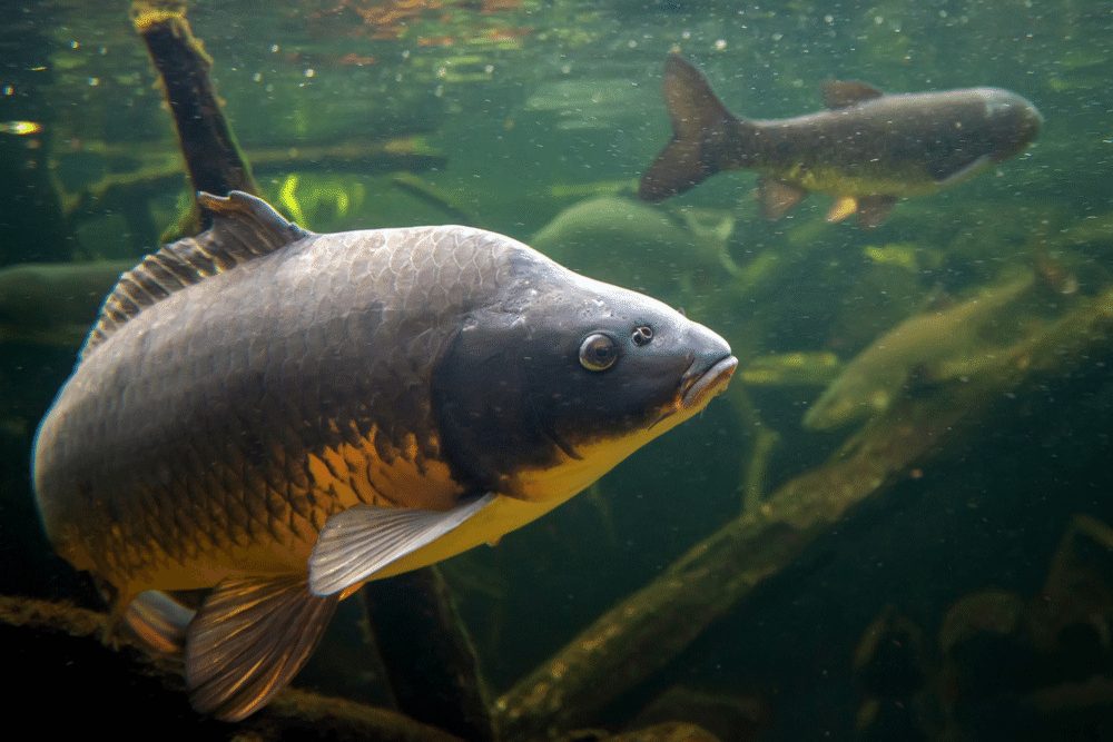 Common Carp Facts - CRITTERFACTS